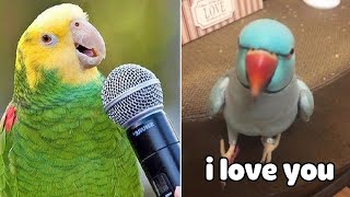 Baby Animals 🔴 Funny Parrots and Cute Birds Compilation (2020) Loros Adorables Recopilación #30