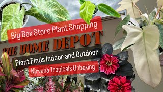 Big Box Store Plant Shopping Home Depot Kroger Plant Finds Indoor And Outdoor Outdoor Plants Budget