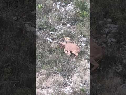 7 Rem Mag vs Aoudad #hunting