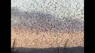 Hundreds of starlings fly in mesmerising murmuration