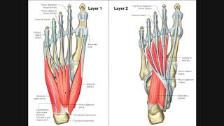 Intrinsic Muscles of the Feet [Part 1] | Layers 1 & 2