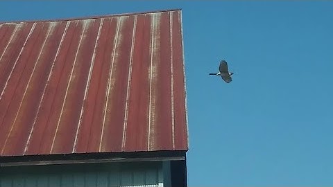 Trapping a Cooper