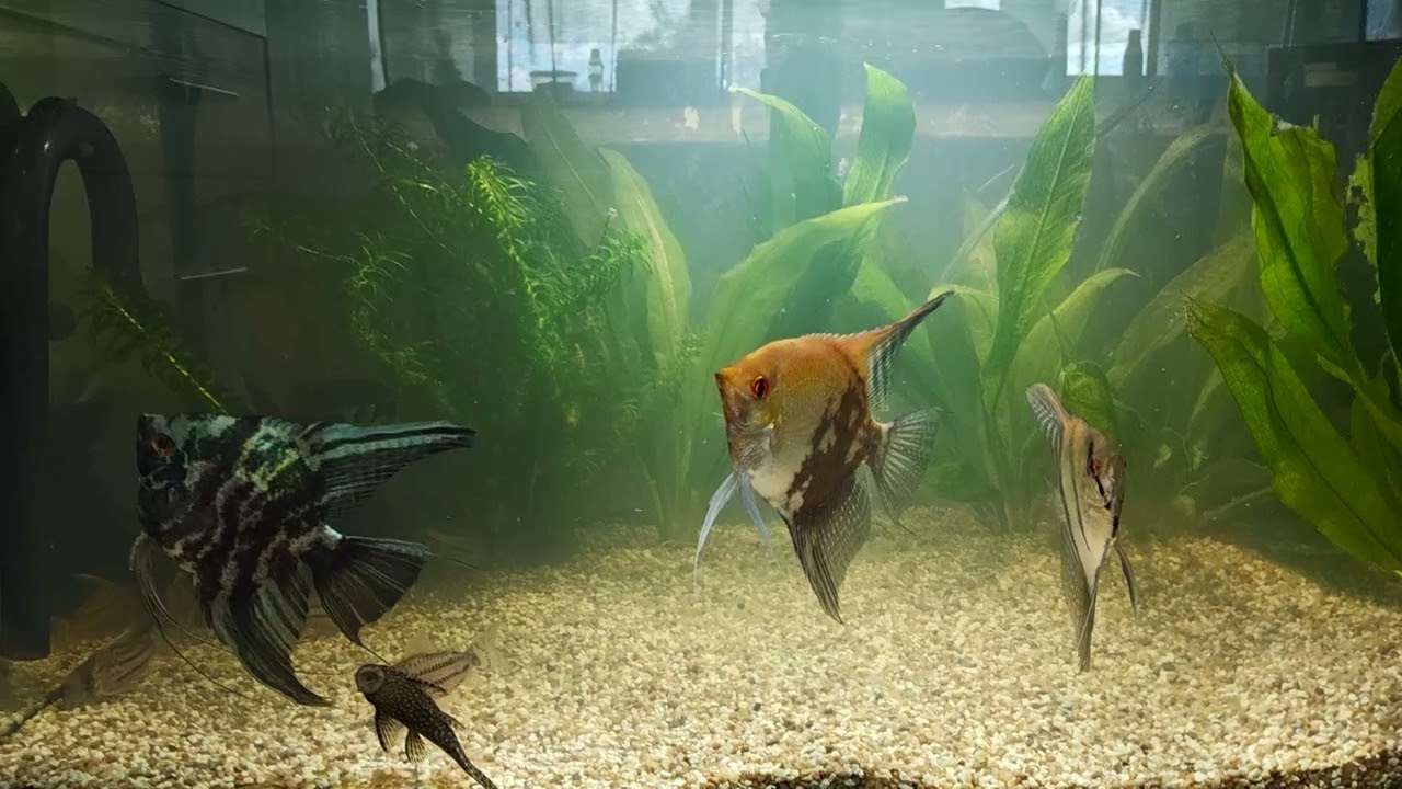 Опять красота 🔥💯. Почистил фильтры 👌. Обзор всех аквариумов 🫣. Намного о болячьках😱.🐠 Aqua Chaos 