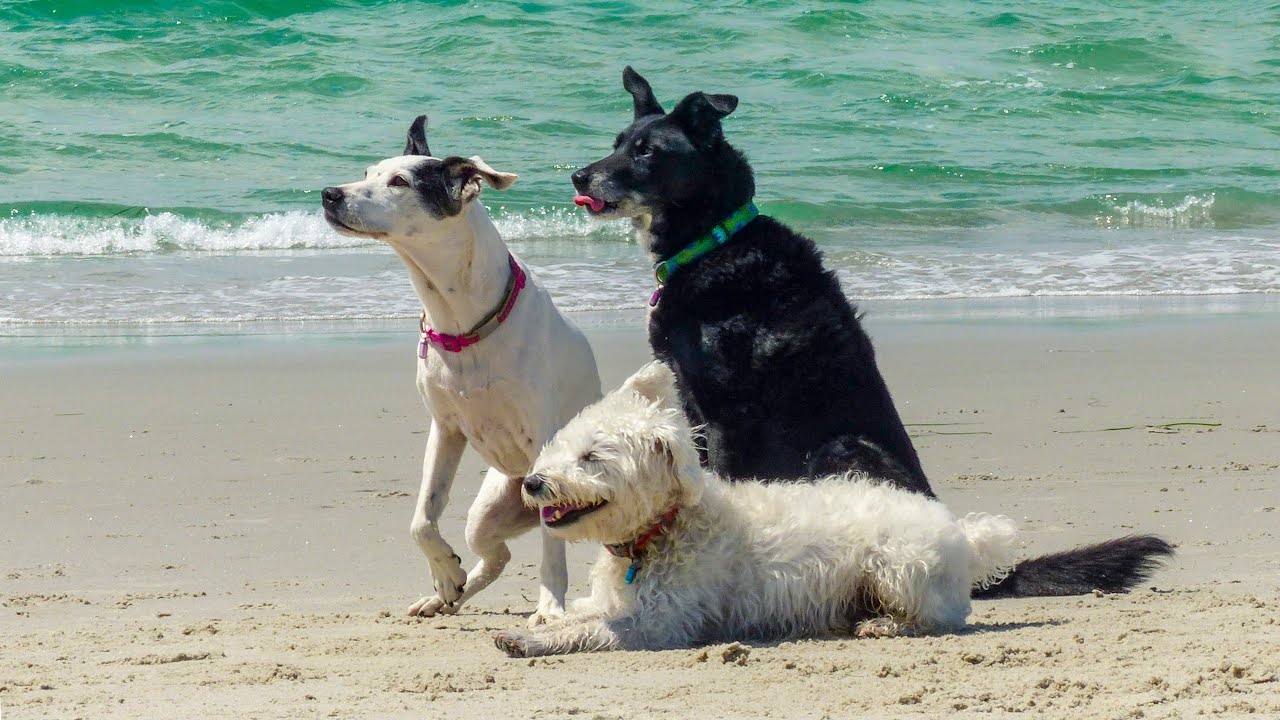 Del Mar Dog Beach – San Diego California