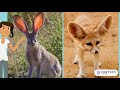 Animal Adaptations for Survival in Diverse Environments