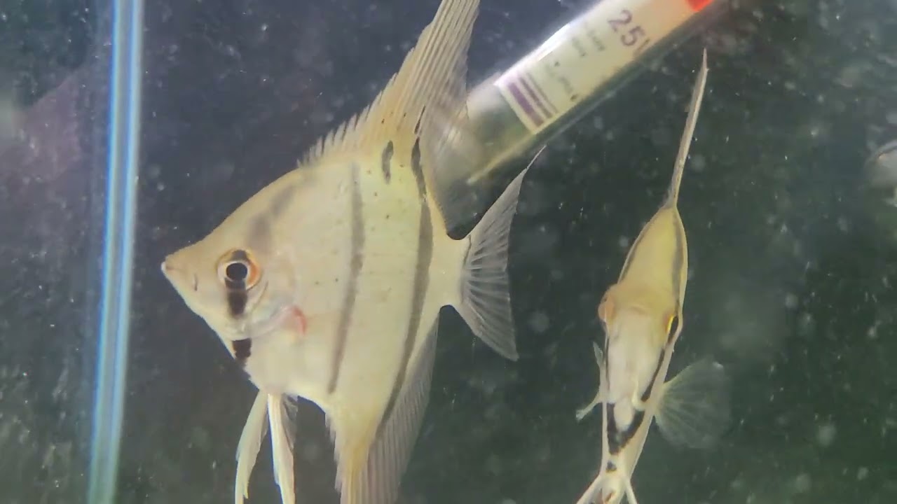 Angel Fish Poop