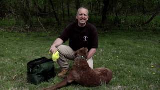 The Paws-itive Experience Web Tip:  - How to Pack a Travel Bag for Your Dog