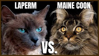 Laperm Cat VS. Maine Coon Cat