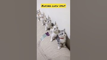 Thumbnail of Video kucing lucu menggemaskan #cat