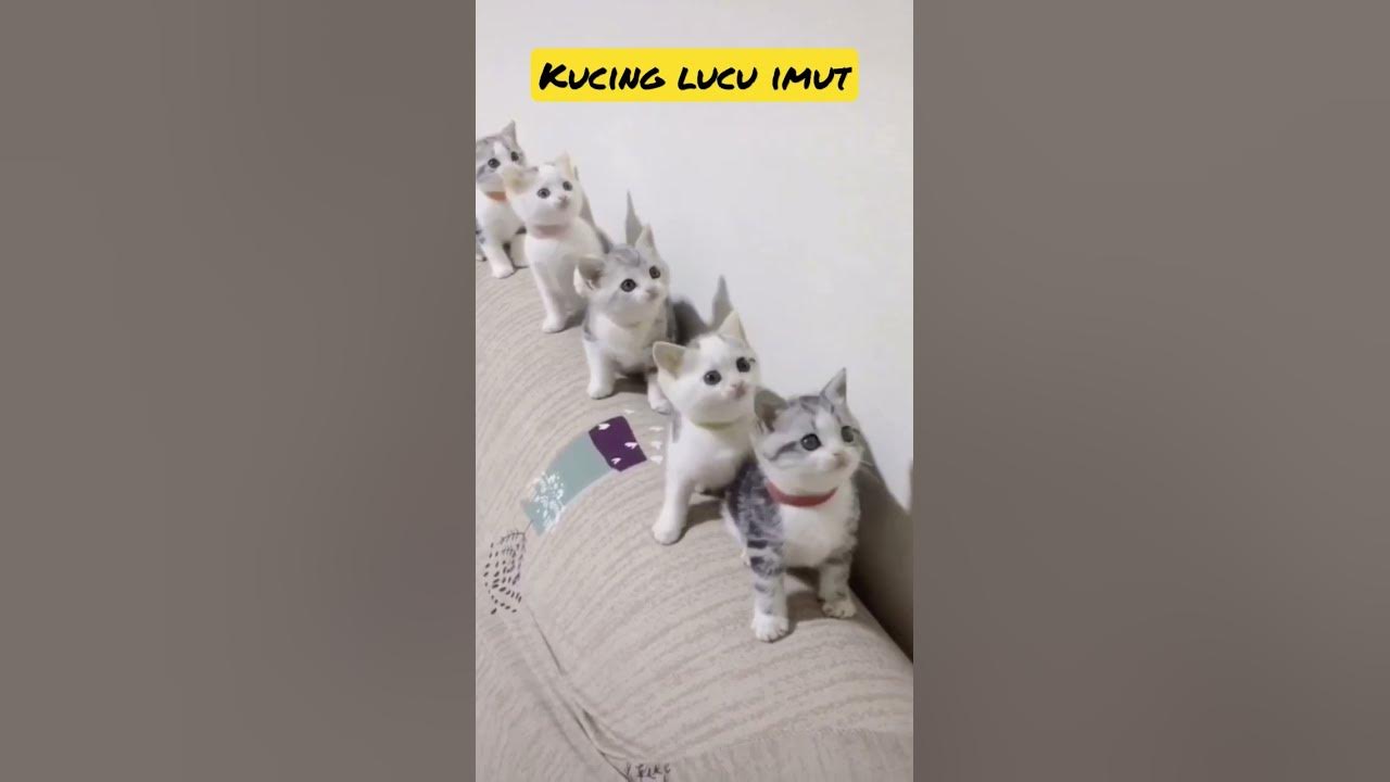 Video kucing lucu menggemaskan #cat
