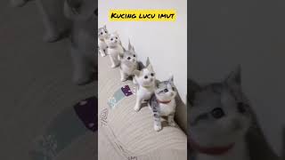 Video kucing lucu menggemaskan #cat screenshot 1