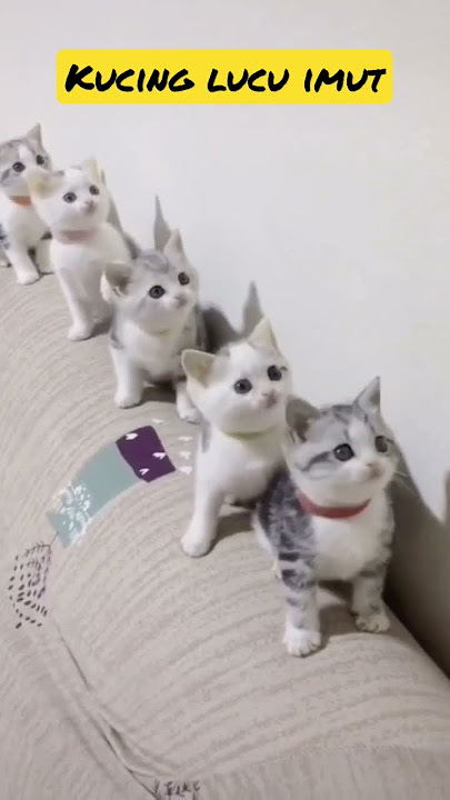 Video kucing lucu menggemaskan #cat