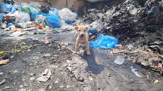 Life is so helpless  A wandering dog picks up leftover trash from a dirty landfill to eat