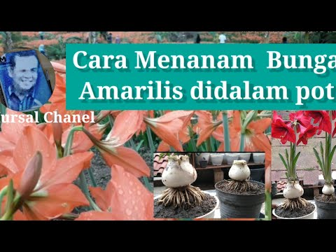 Video: Tanaman Pendamping Untuk Gladiol - Apa Yang Harus Ditanam Dengan Gladiol Di Taman