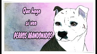 ¿Que HACER con un PERRO ABANDONADO? -  Nimue