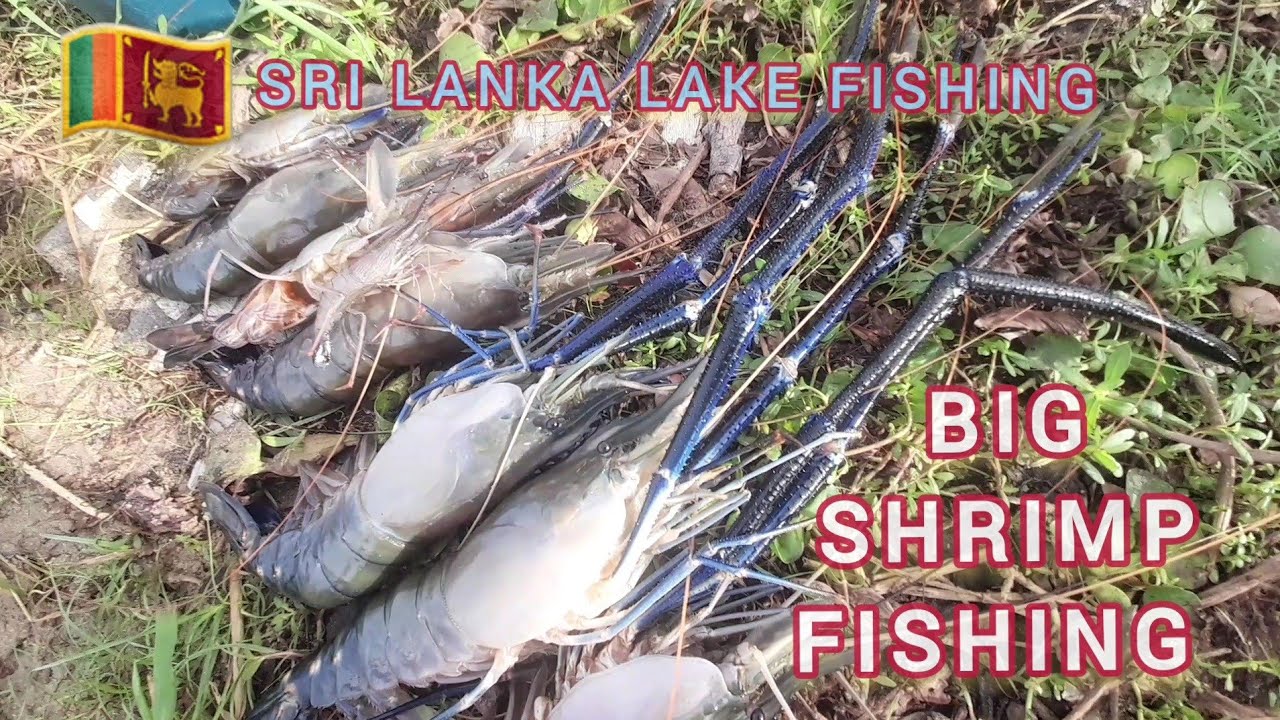 Wow!!!Amazing !!! Big Shrimp Fishing Catching !!! Sri Lanka Lake ...