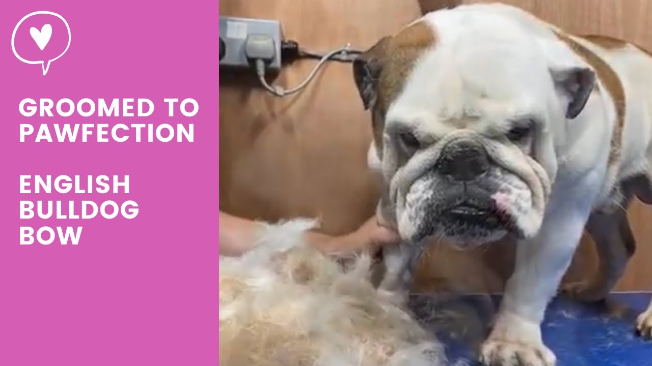 Bow. British Bulldog YouTube