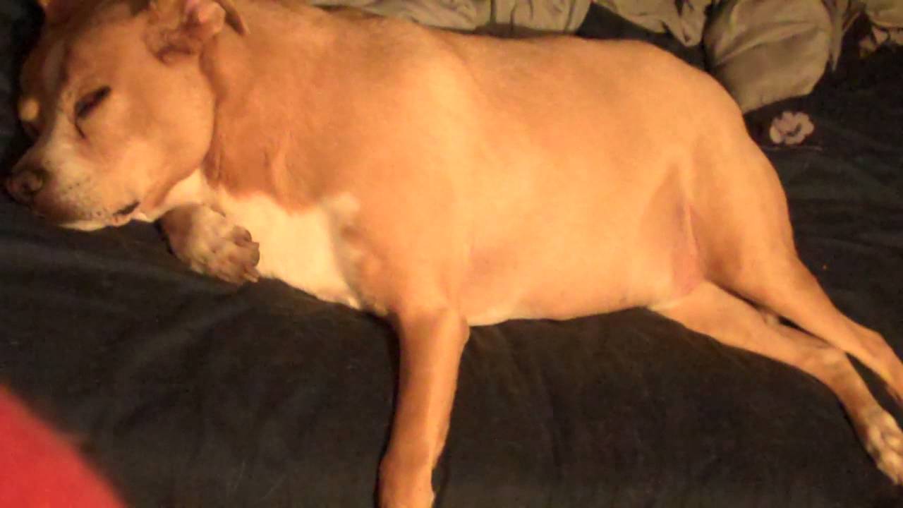 My Dog Keeps Howling In His Sleep