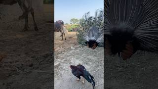 Evening time at farm house 🏡 #farming #villagelife #birds #animals #cow #farmerlife #shortsvedio #c