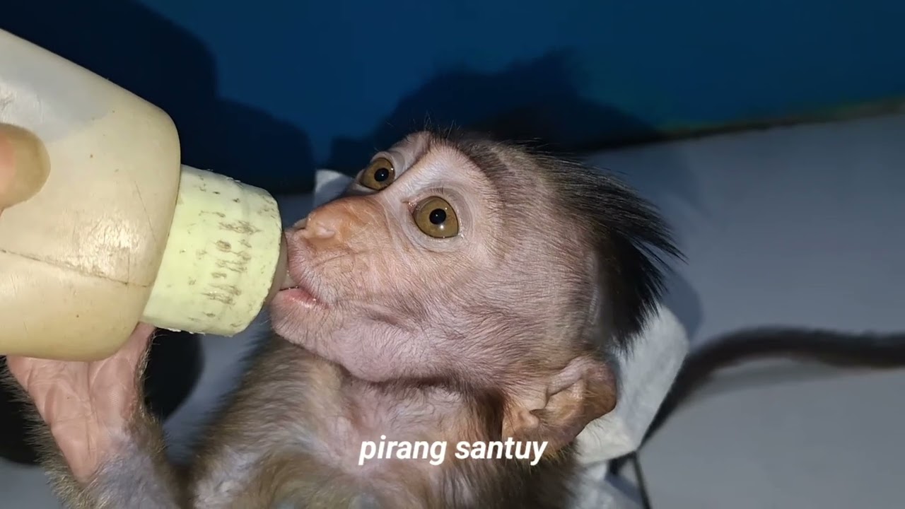 baby monkey drinking