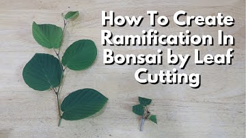 From Bush to Bonsai, How To Create Ramification by Cutting Leaves