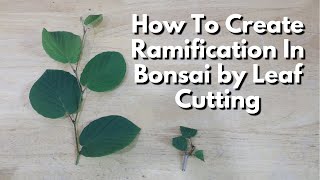 From Bush to Bonsai, How To Create Ramification by Cutting Leaves Wealth