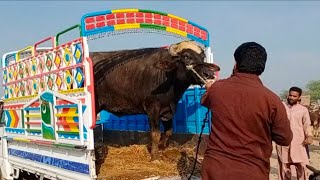 heavy buffalo | buffalo unloading video 2022 | new video buffalo qurbani | qurbani ke janwar 2022