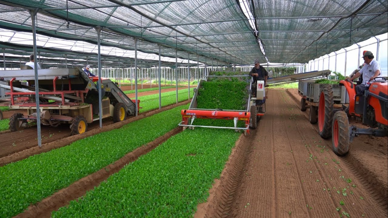 De Pietri FR38 Special