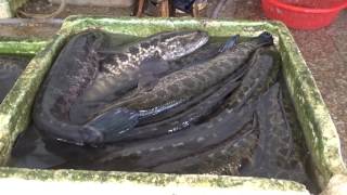 Channa argus - Northern Snakehead on a Market in Jinhua Zhejiang / China