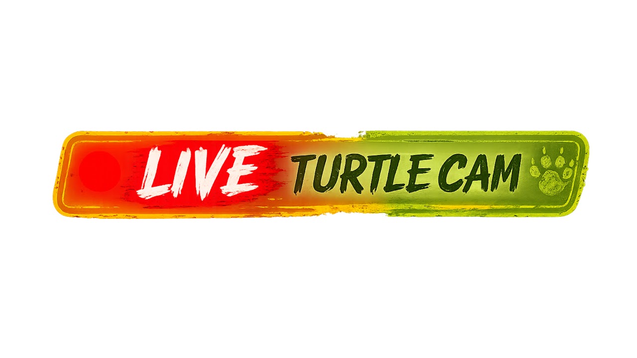 🔴 24/7 Live Turtle Cam | 🐢Chaos & Nugget | 🌿 The Perch • 🏰 Castle Landing • 🏖️ Turtle Beach