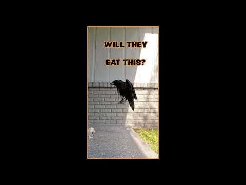 Are My Crows Cannibals? - 12/14/25