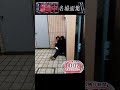 逃走中 名場面集184