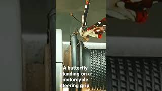 A Butterfly Standing On A Motorcycle Steering Grip