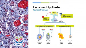 ¿Cuál es la glándula qué produce la hormona folículo estimulante?