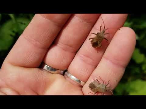 ფაროსანა.დუშეთის რაიონს ფაროსანა ემუქრება გაახლებული ძალებით..სამწუხაროდ(((