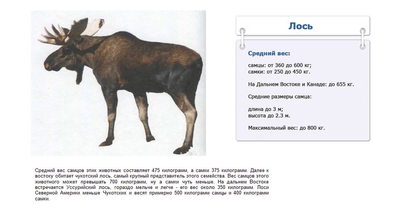 Какая часть лося. Сколько весит Лось. Дось срежнтй вес. Средняя масса лося. Средняя высота лося.