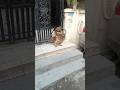 viral dancing owl found at kids house