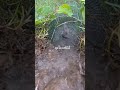 Amazing Fish Trap Catch in Running Water | Traditional Fishing Technique