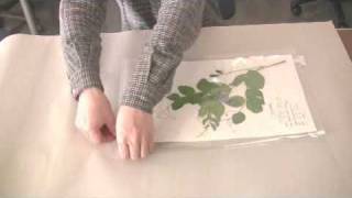 原色植物標本キット】 植物標本作り - YouTube