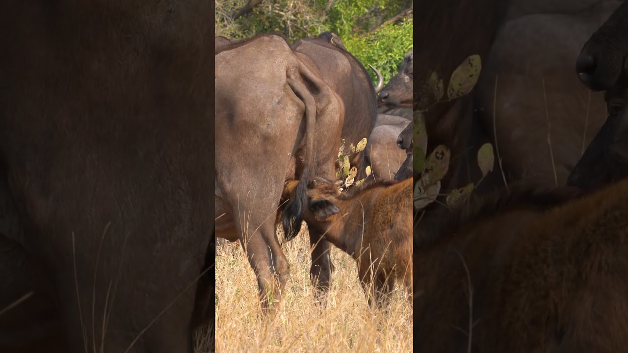 Cute Baby Buffalo suckling from Mom in the Kruger Park