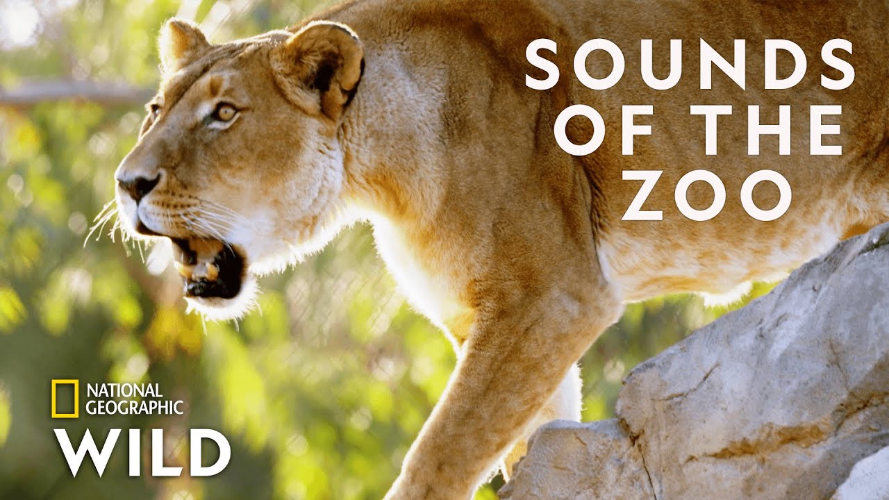 “Taronga Zoo’s Animal Anthem: The Inside Scoop on Secrets of the Zoo Down Under” – Documentary