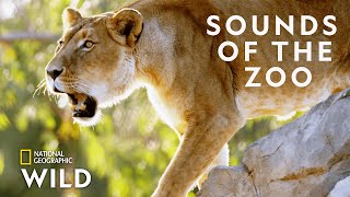 Animal Anthem of Taronga Zoo | Secrets of the Zoo  Down Under