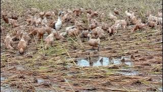 angon bebek di sawah