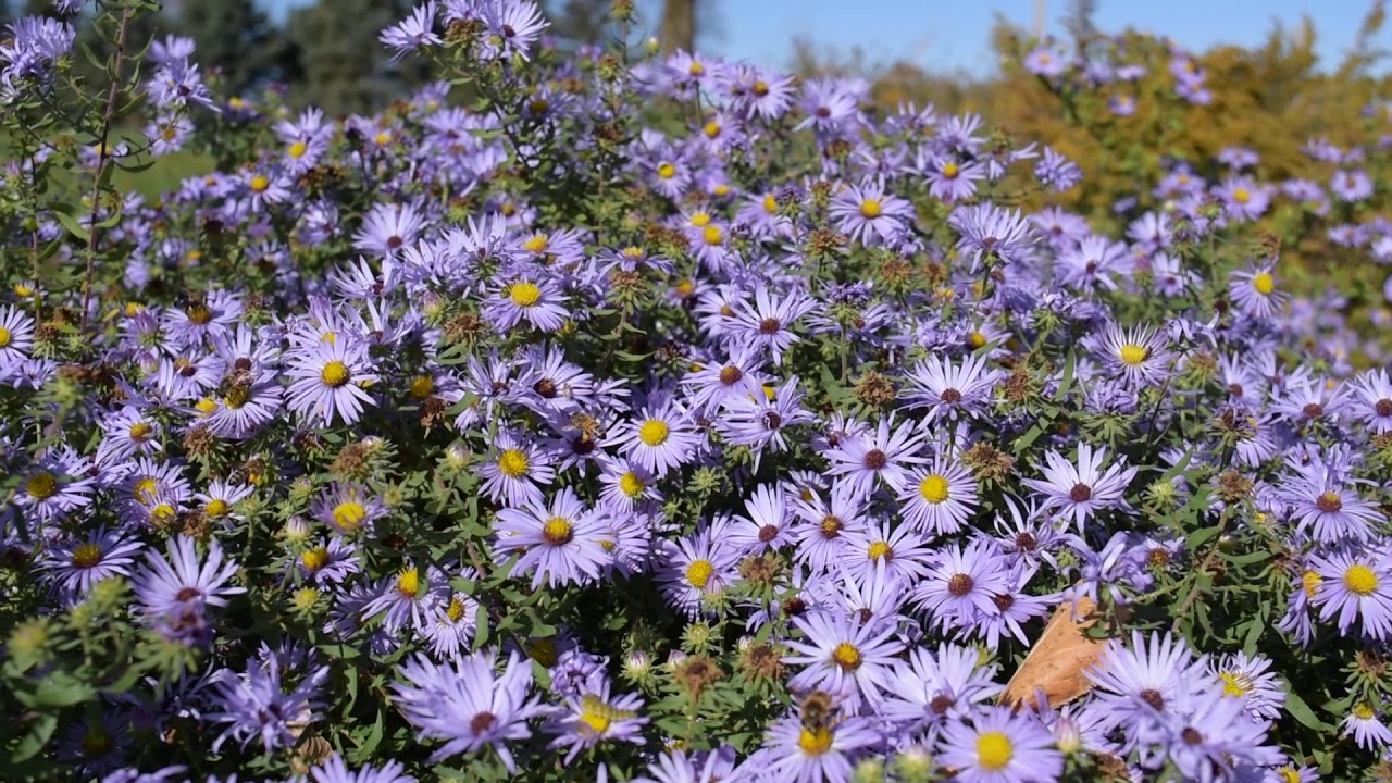 Bees pollinating Aromatic Aster (Aster oblongifolius) in October