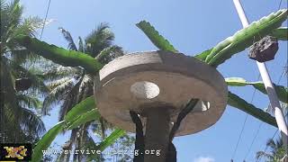 Cara Memelihara Buah Naga