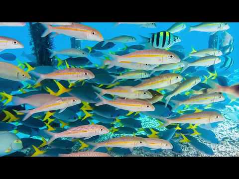 Video: Mar de Sulawesi: ubicación, descripción y fauna
