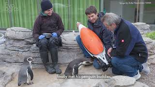 Quadroin The Bionic Penguin Robot: Testing Adventure in Stralsund