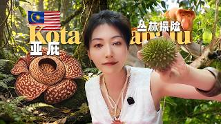 [Malaysia] KK Adventure! 🇲🇾 Rafflesia, Proboscis Monkeys... Durian & Giant Mantis Shrimp! screenshot 5