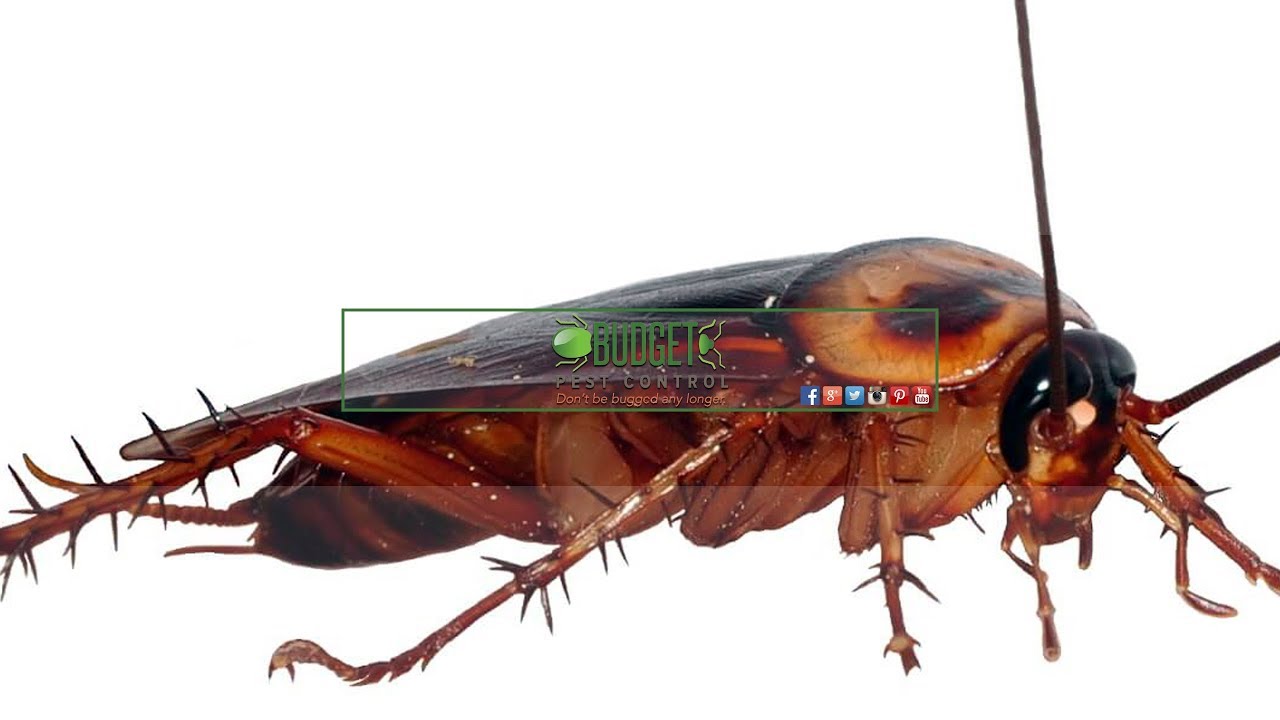 Budget Pest Control, Inc. Introduction