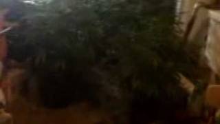 LETS CLEAN UP THE GROW COMMUNITY ME INCLUDED IT USTA BE FUN!!!